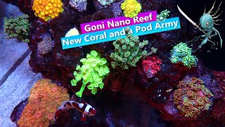 Goni Nano Reef New Goniopora and a Copepod Army [upl. by Assenad]