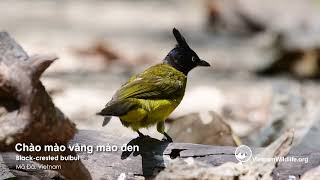 ChÃ o mÃ o vÃ ng mÃ o Ä‘en  blackcrested bulbul [upl. by Arod]