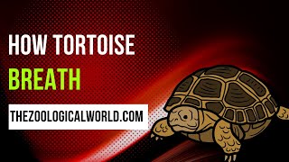 How tortoise breath How tortoise breathe in water How to breathe like tortoise [upl. by Rollo]