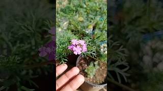 How to grow verbena from seeds shorts plants verbena [upl. by Spaulding]