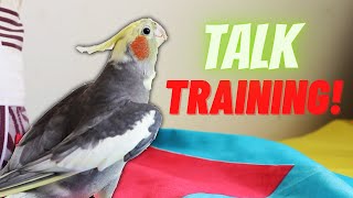 Unlocking the Secrets of Teaching Your Cockatiel to Speak [upl. by Eggleston202]