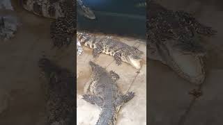 Crocodiles Nanning Zoo Guangxi China [upl. by Kerrill]