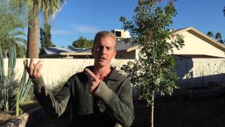 2 AMAZING Edible Trees for Phoenix Arizona [upl. by Skricki263]