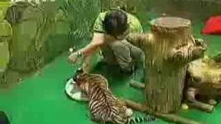 Lion vs Tiger vs Cougar interaction [upl. by Abagail]