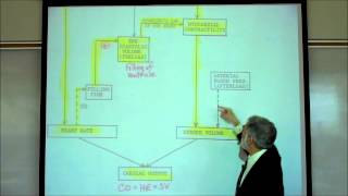 CARDIAC PHYSIOLOGY PART 6 by Professor Finkwmv [upl. by Enimaj]