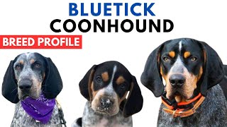 Bluetick Coonhound Breed Profile History  Price  Traits  Coonhound Grooming Needs  Lifespan [upl. by Stalder]