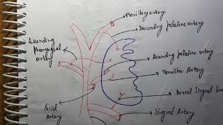 Tonsil Blood supply ENT [upl. by Carlene]