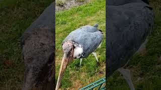 Curious Marabou Stork attacks my camera birds stork shorts africa [upl. by Nyl]