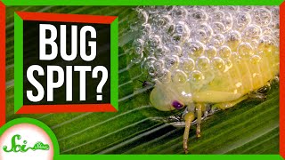 Beware the Bug Spit How Spittlebugs Accidentally Doom Plants [upl. by Ttocs812]