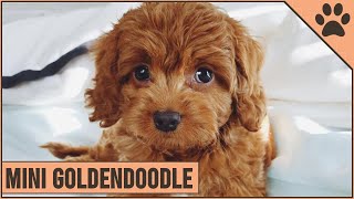 Mini Goldendoodle  The Miniature Size Goldendoodle [upl. by Adnert]