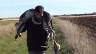 Galgos y Liebres en campo Comunidad de Guadalajara 3  11  2018 [upl. by Carleen]