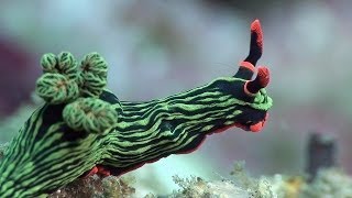 Mucky Secrets  Part 18  Sea Slugs inc Nudibranchs  Lembeh Strait [upl. by Mcclenaghan]