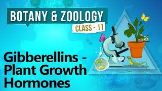 Gibberellins  Plant Growth Hormones  Plant Growth and Development  Biology Class 11 [upl. by Myrtia194]