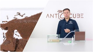 ANTCUBE Starter Set Digfix mit Ameisenfarm für Ameisen [upl. by Amuh339]