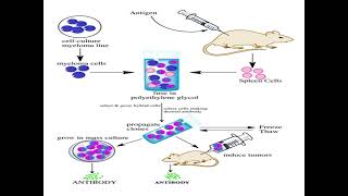 Polyclonal antibodies and monoclonal antibodies  define production advantages disadvantages 😊 [upl. by Akehsar601]