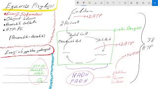 Egzersiz Fizyolojisi l Enerji Sistemleri [upl. by Ehtyaf533]