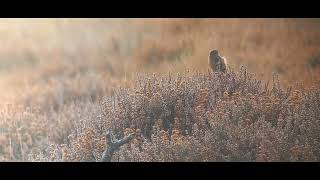 Stonechat 2 Westleton heath 25 Sep 24 [upl. by Thomasin]