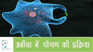 अमीबा में पोषण की प्रक्रिया  Nutrition in Amoeba  Hindi [upl. by Leverett476]