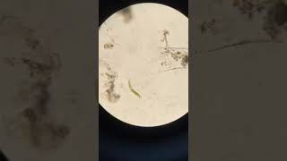 Euglena sp [upl. by Emia]