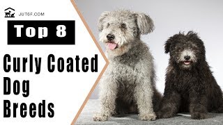 Top 8 Curly Coated Dog Breeds  Curly Haired Dog Breeds [upl. by Anika155]