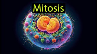 Cell cycle and mitosis explained [upl. by Sahcnip]