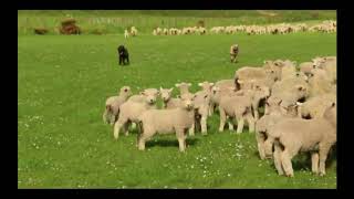 Mustering Sheep New Zealand [upl. by Nylatsyrk260]