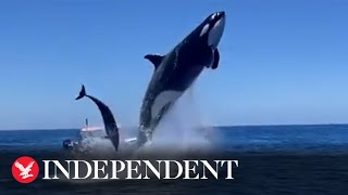 Orca leaps in the air during dolphin hunt [upl. by Temple]