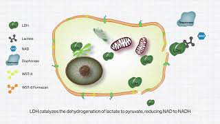 BIOMAX QuantiLDH™ Cytotoxicity Assay Kit [upl. by Villiers]