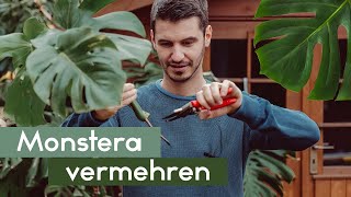 Monstera deliciosa und adansonii vermehren  Fensterblatt [upl. by Lerrud]