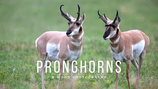 Pronghorn Antilocapra americana 5 Fun Facts 🦌 [upl. by Anyrb]