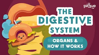 The Digestive System Organs And How It Works  Primary School Science Animation [upl. by Vine]