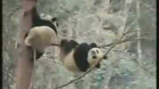 Panda Falling Out Of Tree  Funny Videos Do not watch if retarded [upl. by Ennazus586]