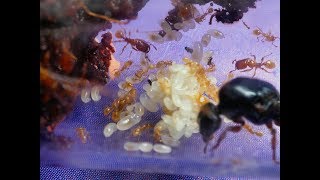 Pheidole antipodum workers covering food and then eating [upl. by Saqaw72]