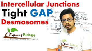 Intercellular junctions  Tight junction gap junction desmosomes [upl. by Harbot]