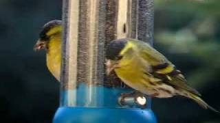 Eurasian Siskin Closeup at Bird Feeder [upl. by Riggall]