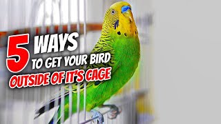 5 Ways to Get Your Bird Out of The Cage [upl. by Atiekan]