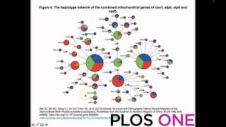 What is a haplotype network [upl. by Akinna215]