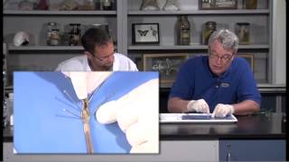 Detailed Earthworm Annelid Dissection Jr High High School and College Review [upl. by Swanson]