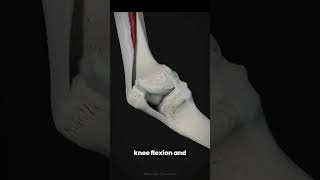 Motion of knee joint and function of tibial collateral ligament animation shorts viral [upl. by Eissak]