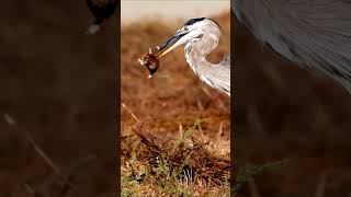 Great blue heron preying on gopher naturalwildlife wildanimals shorts herons [upl. by Huber445]