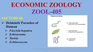 Cestodes amp Trematodes Helminthic Parasites of Human Helminths Tapeworm Liverfluke Schistomoa [upl. by Akiemaj]