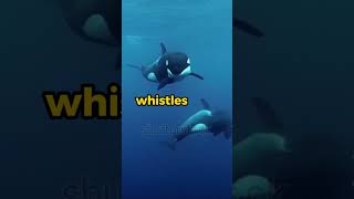 Whales are good mimickers [upl. by Jemine]