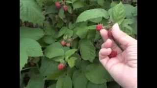 Raspberry Picking Technique and Guidelines [upl. by Mctyre]