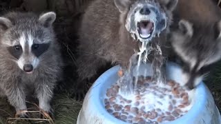 Man Feeds Raccoons Living Under His Deck [upl. by Melia5]