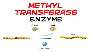 Methyltransferase enzyme [upl. by Mialliw138]