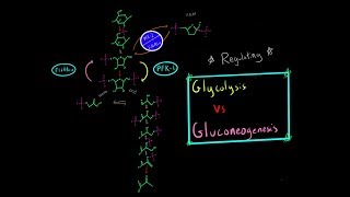 Glycolysis vs Gluconeogensis Regulation Enzymes PFK1  PFK2 F16 BPase Biochemistry MCAT [upl. by Annaert414]