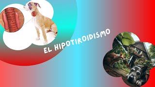 HIPOTIROIDISMO perros hormonatiroidea tratamiento [upl. by Annam]