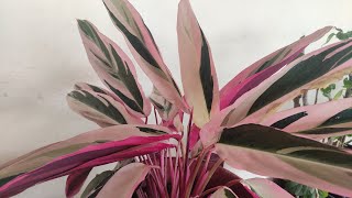 Stromanthe triostar  tricolor leaf plant Ep1 [upl. by Herc14]