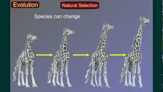 Evolution Part 3 Speciation [upl. by Hcaz837]