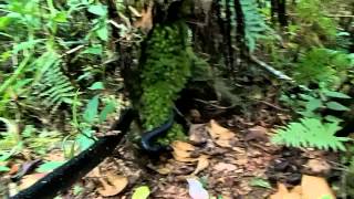 Black milk snake Lampropeltis triangulum gaigeae Costa Rica PART 1 of 2 [upl. by Yecam]